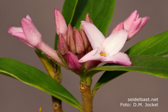 Daphne x ‘Spring Beauty’ inflorescence close-up, 'Seidelbast-Frühlingsschönheit'