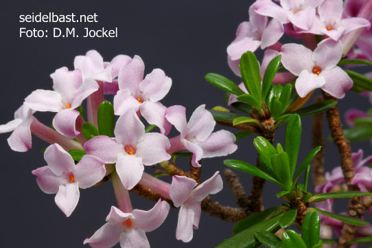 flowers close-up of Daphne X rodriguezii x arbuscula