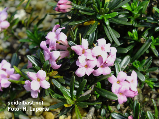 Daphne x adamantina / suendermannii ‘Chris Brickell’