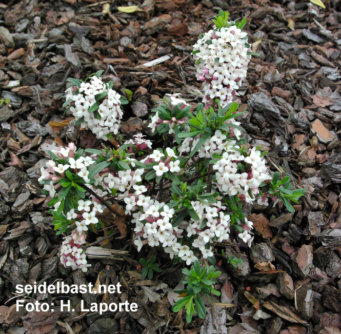 Daphne x mauerbachii ‘Perfume of Spring’, -'Mauerbach's Seidelbast'