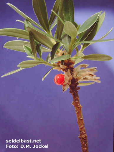 Daphne sericea subsp. sericea fruit, turkish form, 'seidenhaariger Seidelbast'