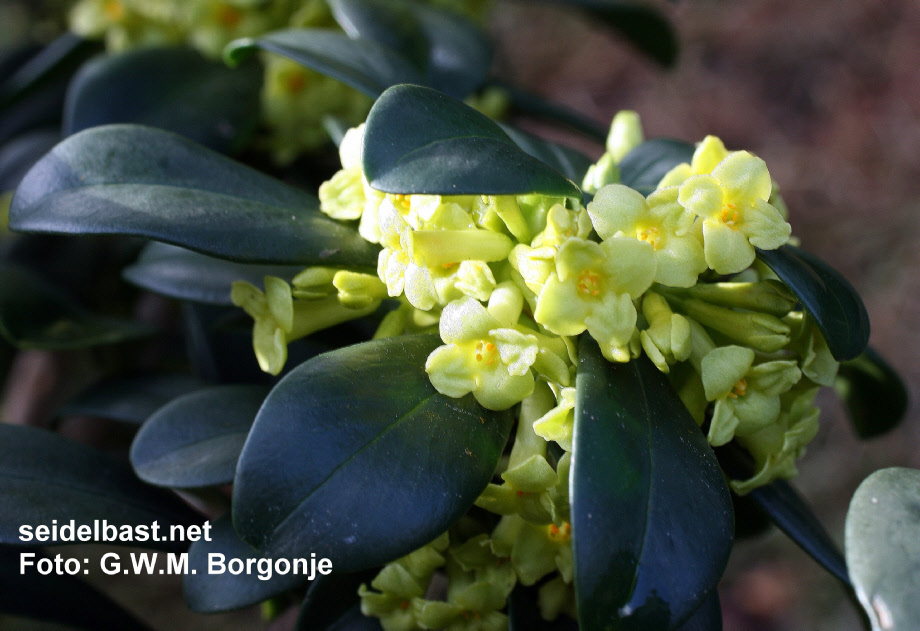Daphne laureola subsp. philippi blossoms, close-up Daphne laureola subsp. philippi blossoms, close-up, 'Lorbeer Seidelbast'