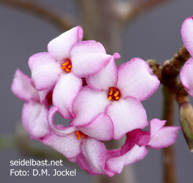 Daphne x ‘Rotkäppchen’ flowers close-up