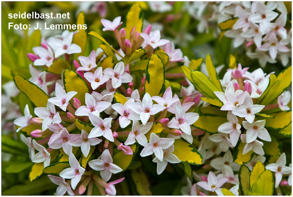 Daphne x burkwoodii ‘Golden Treasure’ flowers close-up, Burkwoods Seidelbast