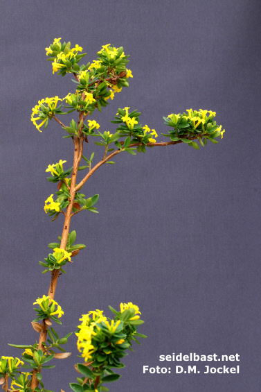 Daphne aurantiaca var. aurantiaca with upright growth, -'orangefarbener Seidelbast'-