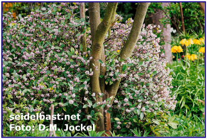 old and huge Daphne odora, winter-daphne, growing in the Netherlands