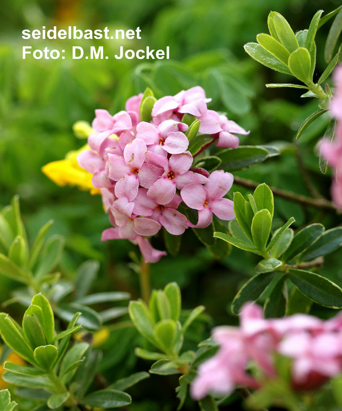 flowering branch and new shoots of Daphne x ‘Bendl Barth’