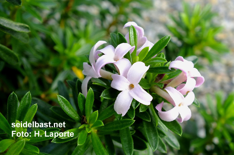 Daphne x ‘Forarch’ blossoms