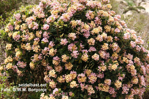 Daphne sericea subsp. sericea, shrub, Crete, Greece, Omalos form- old flowers become yellow, 'seidenhaariger Seidelbast'