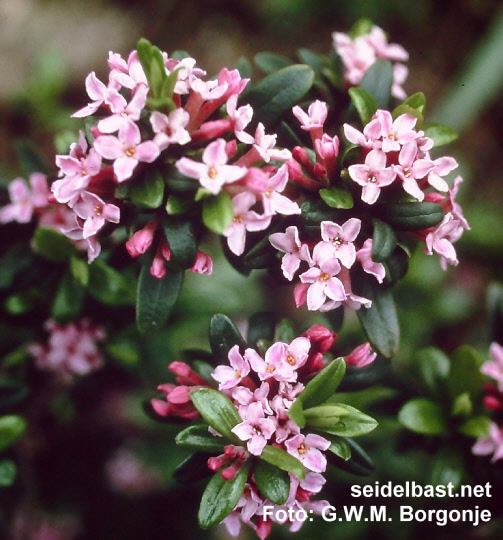 flowering Daphne x napolitana, 'neapolitanischer Seidelbast'