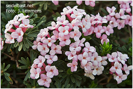 Daphne x thauma blossoms