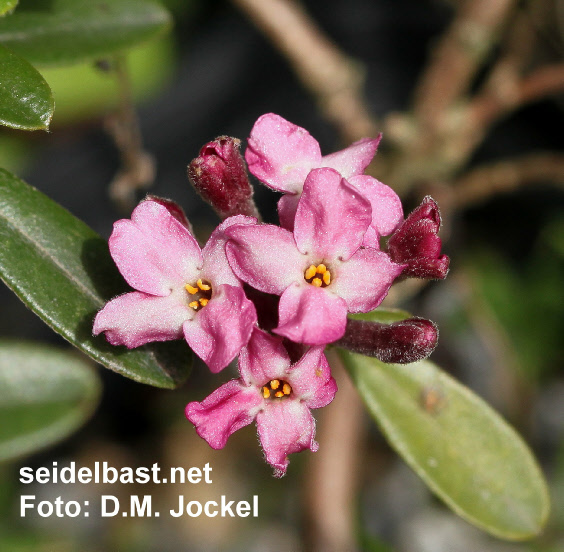 blossoms close-up of Daphne x ‘Zdenek Seibert’ 