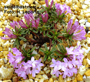 Daphne arbuscula dwarf form, 'Bäumchen-Seidelbast'