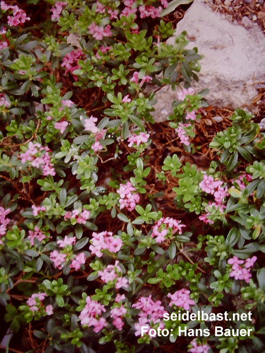 shrub Daphne x ‘Zdenek Seibert’