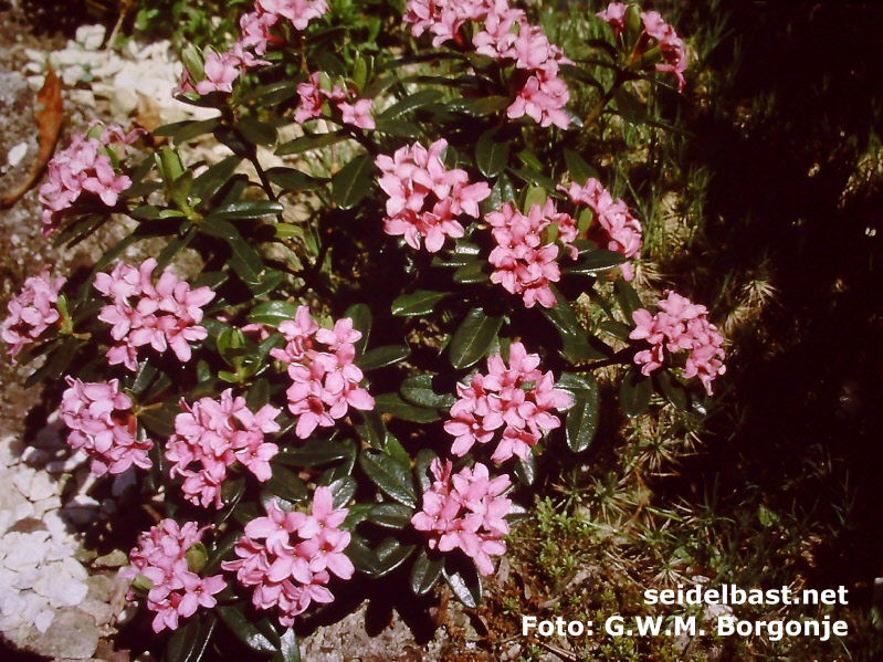 Daphne sericea 'Collina' shrub, 'seidenhaariger Seidelbast'