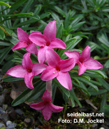 flowers close-up of Daphne x schlyteri ‘Leon Doyen’ , Schlyters Seidelbast