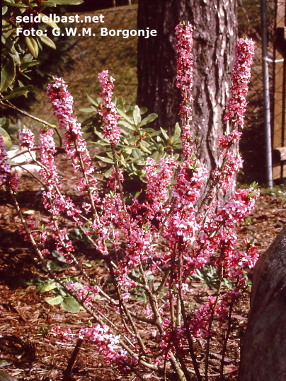 Daphne mezereum, flowering shrub in March, 'gewöhnlicher Seidelbast'