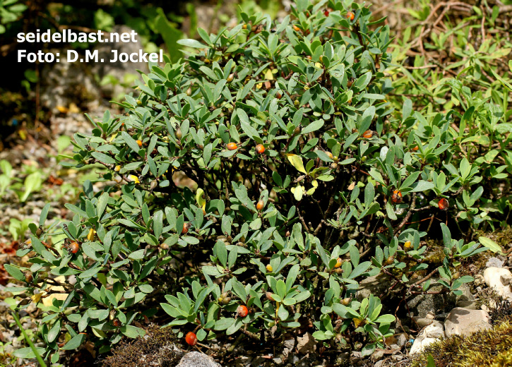 Daphne malyana growing outdoors with fruits