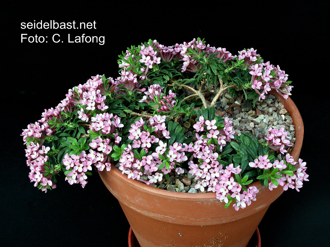 Daphne cneorum ‘Blackthorne Triumph’, Rosmarin-Seidelbast