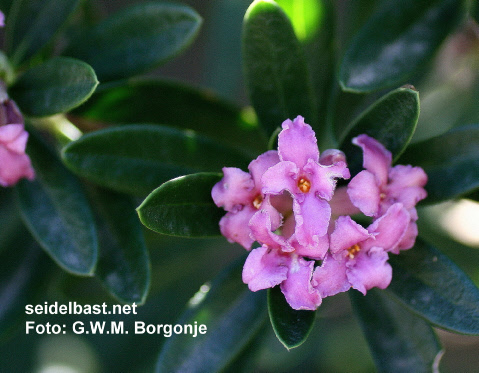 Daphne sericea subsp. sericea, Crete, Greece, inflorescence, 'seidenhaariger Seidelbast'