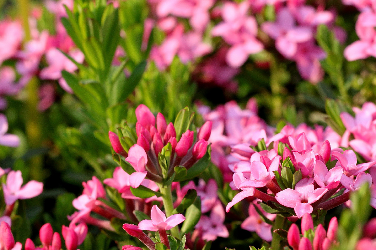 new daphne hybrid new daphne hybrid