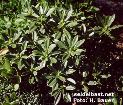 prostrate shrub of Daphne x luxuriosa, 'luxurioeser Seidelbast'