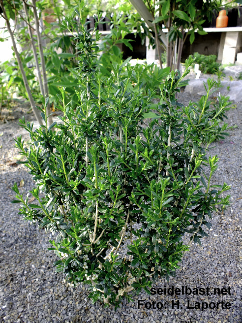 Daphne rodriguezii shrub, Rodriguez' -Seidelbast