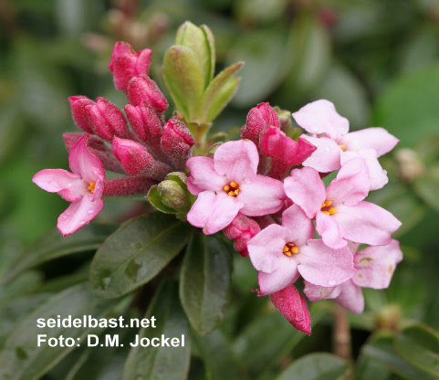 Daphne x ‘Alpengarten’ inflorescence