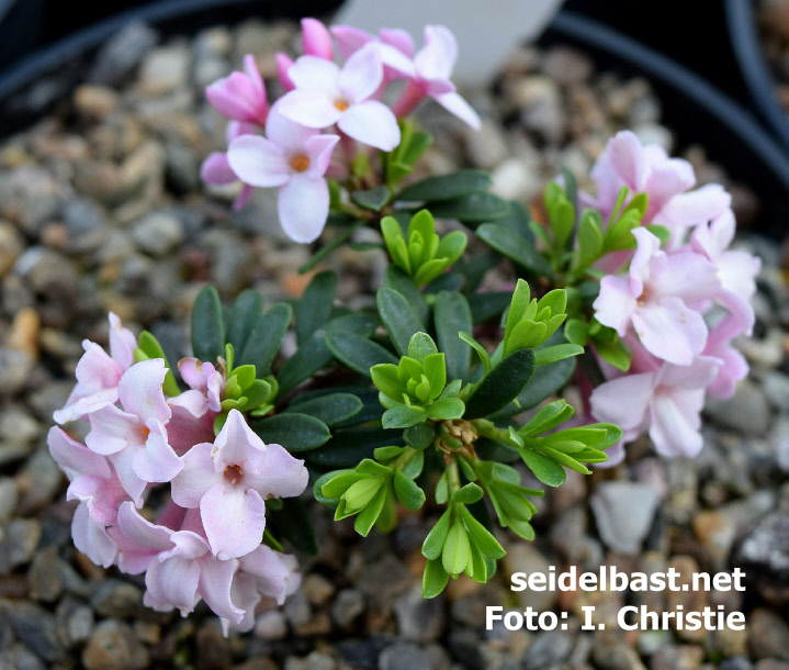 flowers of Daphne X ‘Kelsey Ann’ open pale pink to nearly white