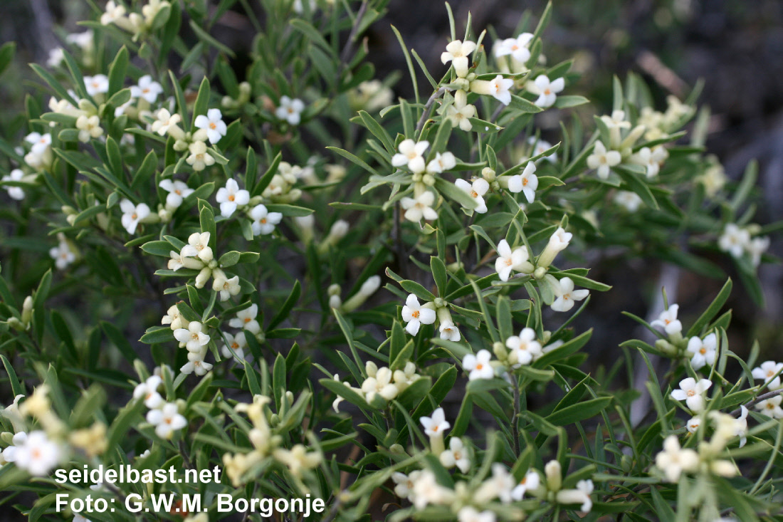 blossoms of Daphne gnidioides, Turkey