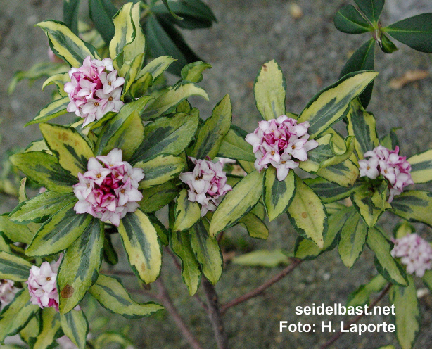 Daphne odora 'Aureomarginata'  Duftender Seidelbast 'Aureomarginata