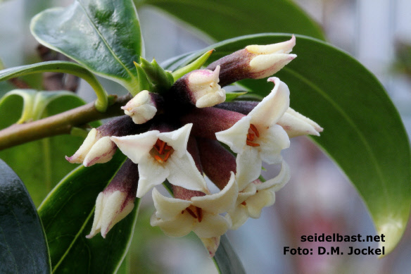 Daphne taylorii, inflorescence, 'Taylor´s Seidelbast'