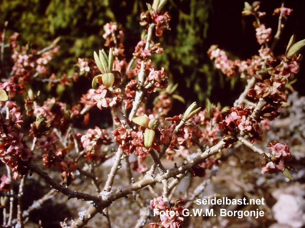 flowering Daphne jezoensis x mezereum