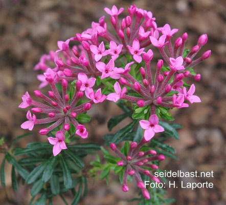 Daphne cneorum ‘Benaco’, Rosmarin-Seidelbast