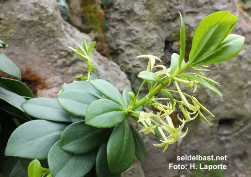 Daphne pontica subsp. pontica flowering branch, 'Pontischer Seidelbast'