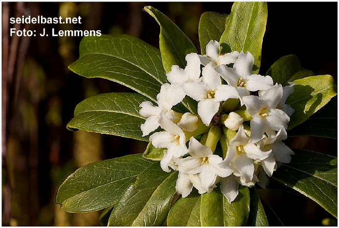 Daphne acutiloba ‘Fragrant Cloud’ inflorescence close-up, 'spitzlappiger Seidelbast'