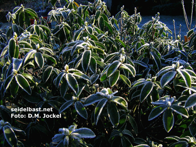 Daphne pontica subsp. haematocarpa leaves with hoarfrost, 'Pontischer Seidelbast'