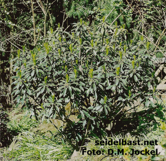 Daphne laureola subsp. laureola, 'Lorbeer Seidelbast'