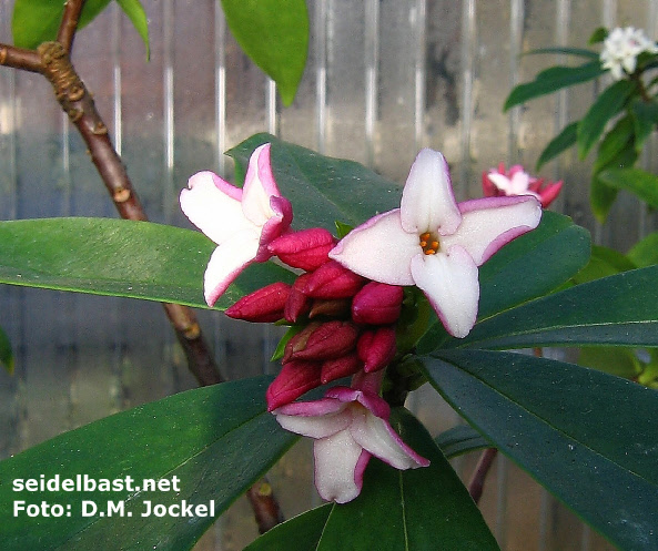 Daphne odora inflorescence, 'Duft Seidelbast'