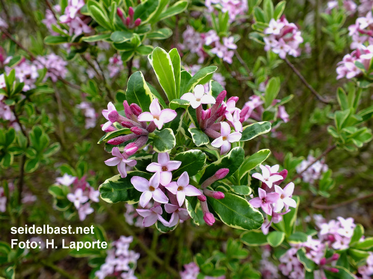 Daphne burkwoodii ‘Astrid’