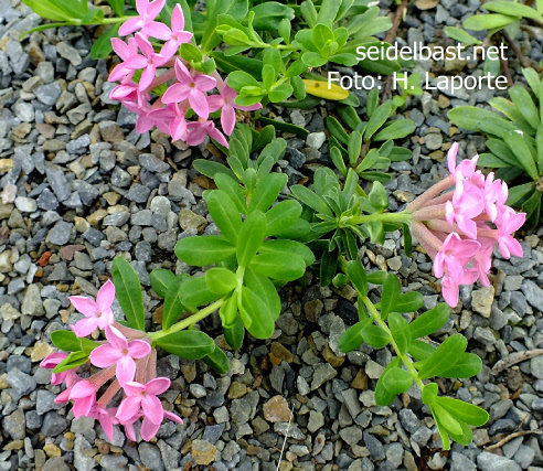 Daphne cneorum ‘Thorenc’, Rosmarin-Seidelbast