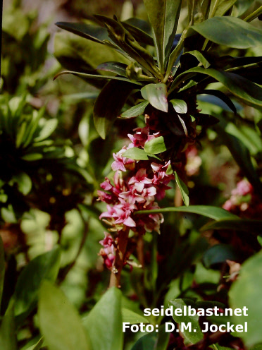 Aging flowers of Daphne x houtteana ‘Chameleon’, the colour of the blossoms changes from greenish-white into red colour 3
