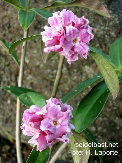 Daphne bholua ‘Rupina La’ Daphne bholua ‘Rupina La’