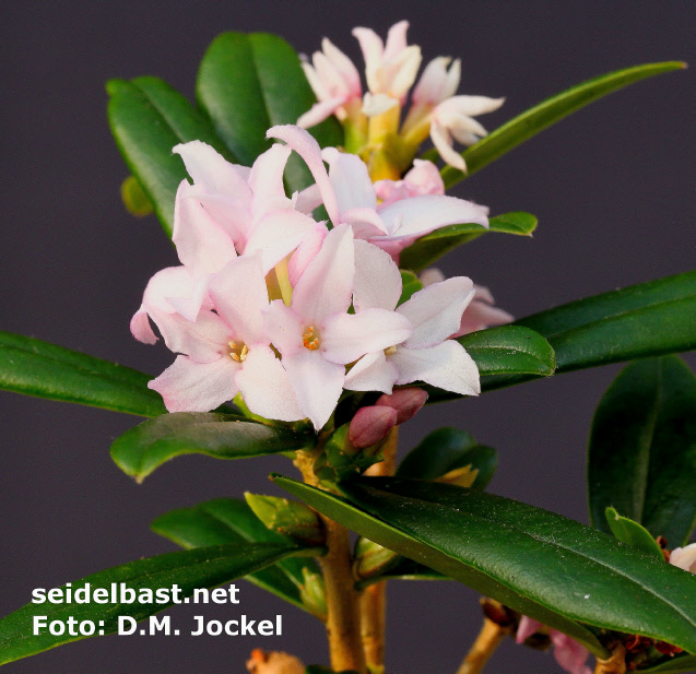 Daphne wolongensis 'Kevock Star', 'Wolong Seidelbast'