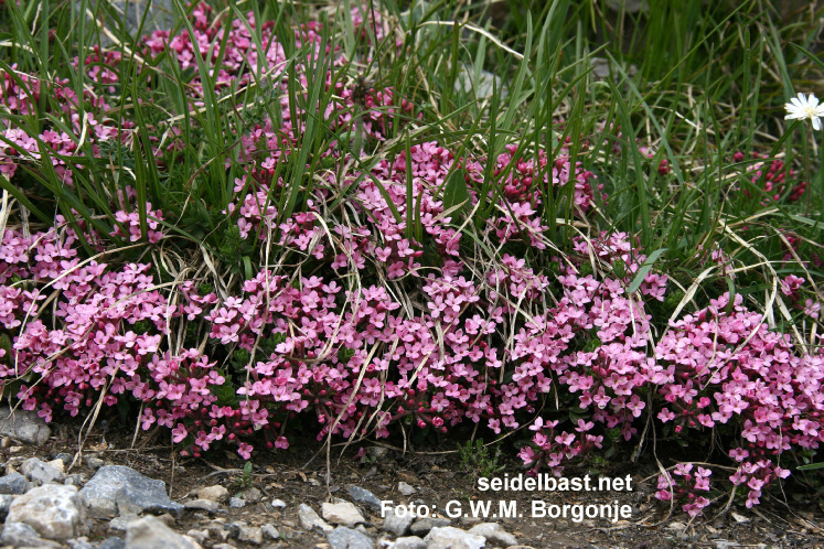 Daphne cneorum on stony meadow , French Alps, Rosmarin-Seidelbast