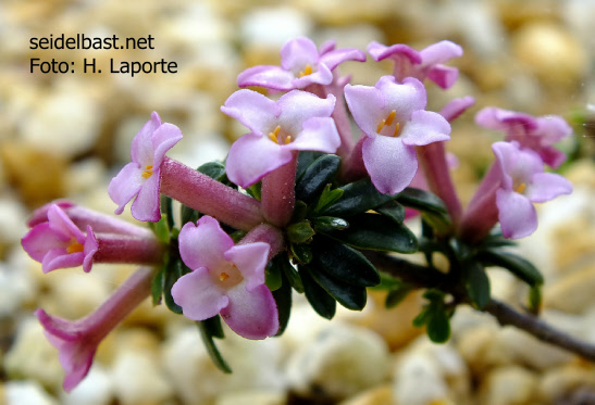 Daphne x jintyae ‘Pink Cascade’ blossoms close-up