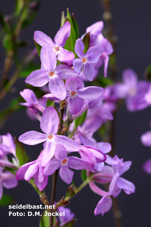 Daphne genkwa form with big blossoms Daphne genkwa form with big blossoms