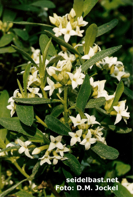 rich flowering Alpine-Daphne -Alpen-Seidelbast-, dusty leaves of pollen