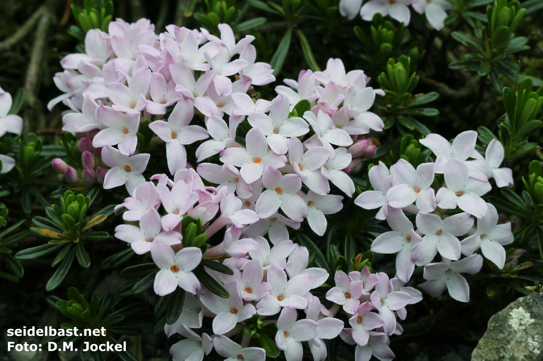 Daphne arbuscula ‘Mountain Peak’ rich flowering, 'Bäumchen-Seidelbast'