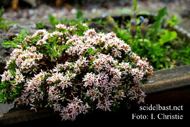 rich flowering Daphne kosaninii